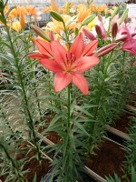 [5120 Carmine Diamond DJ No02.JPG]